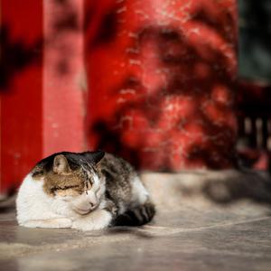 欧美黄色电影网站
